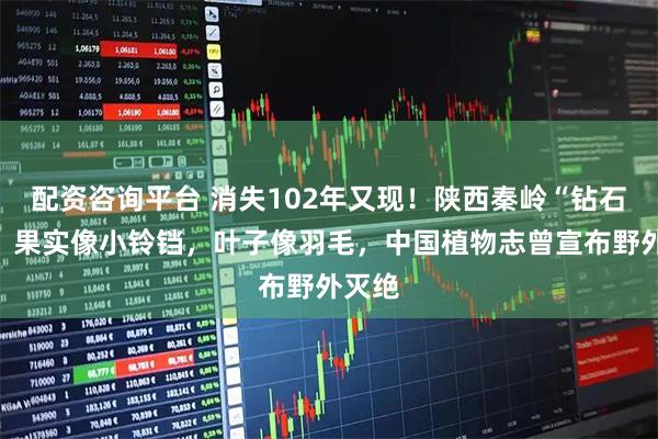 配资咨询平台 消失102年又现！陕西秦岭“钻石花”，果实像小铃铛，叶子像羽毛，中国植物志曾宣布野外灭绝