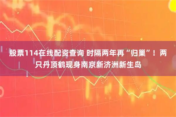 股票114在线配资查询 时隔两年再“归巢”！两只丹顶鹤现身南京新济洲新生岛